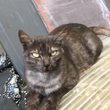 推定２歳。大人しいメス猫。里親さん探しております。