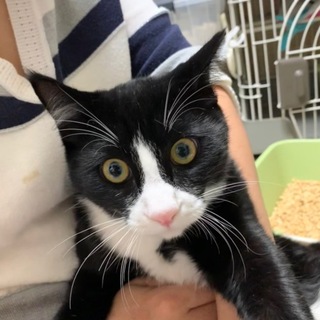 人慣れ抜群の黒白♂仔猫（大きい！）新君（仮）