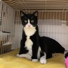 人慣れ抜群の黒白♂仔猫（大きい！）新君（仮） サムネイル2