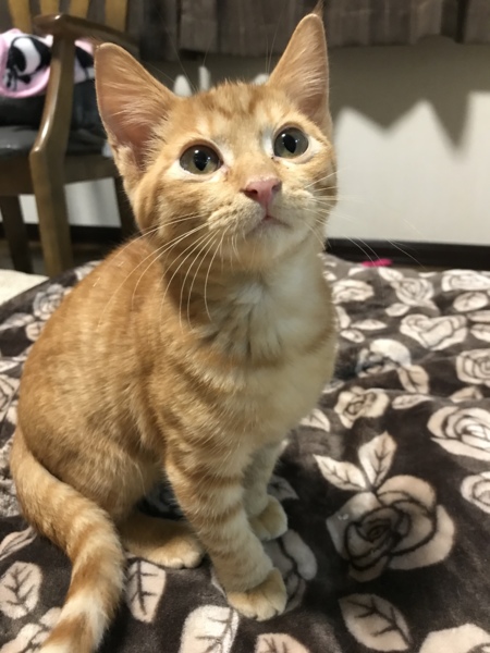 やんちゃで甘えん坊 茶ト」東京都 - 猫の里親募集(237432) 1枚目の