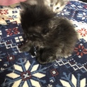 黒ちゃんオス