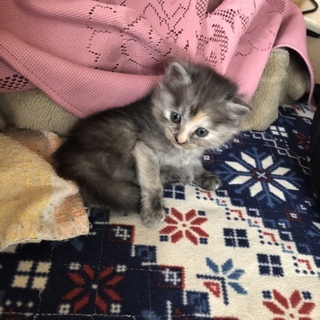 しま三毛の女の子