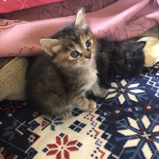 【募集一時停止】キジトラの女の子