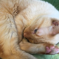 のら