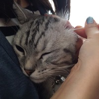 ショウ