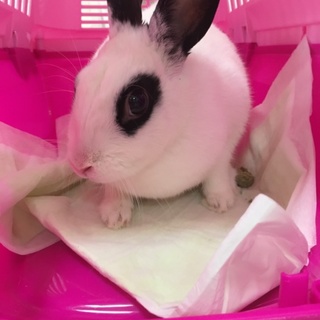 急募！再度里親募集！