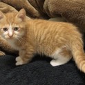 野良猫ちゃんの里親募集中！