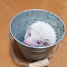 お願いします はりねずみ サムネイル5
