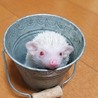 お願いします はりねずみ サムネイル7