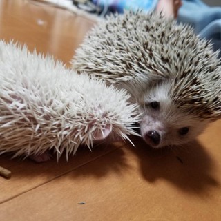 お願いします はりねずみ