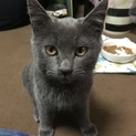 緊急 里親募集