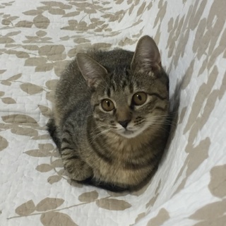 かわいいキジ猫ちゃん