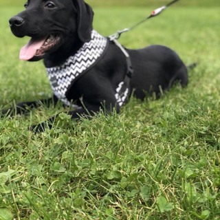 ラブラドールレトリバーの里親募集