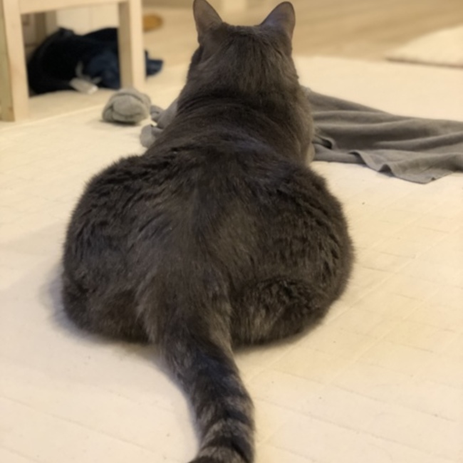 オールドファッションのカバー写真
