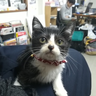 可愛い女の子です(=^・^=)