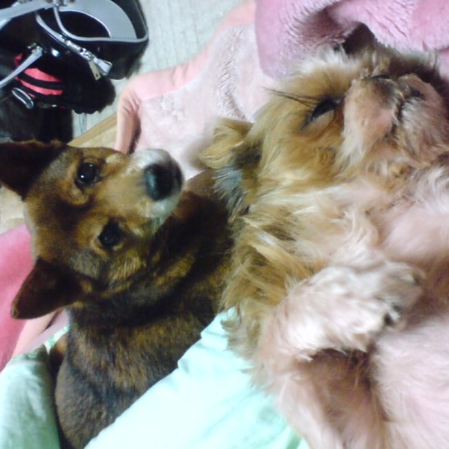 teresa.comodaのカバー写真