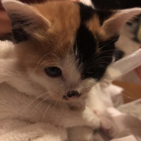 三毛猫
