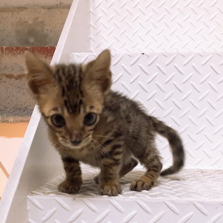 暖かい家族が決まりました！ありがとうございました。