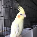 オカメインコ ノーマルとルチノー