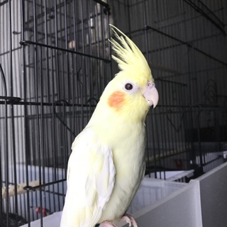 オカメインコ ノーマルとルチノー