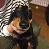 めちよこり
