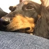 めとこたん