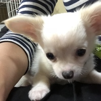 てんてん