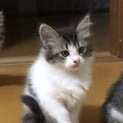 可愛い子猫ちゃん６匹の里親さんを募集しています！
