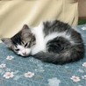 可愛い子猫ちゃん６匹の里親さんを募集しています！ サムネイル2