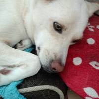 ラブラドールレトリバー