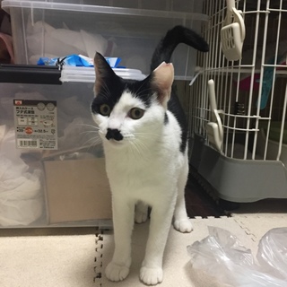 女子力高め♡黒白仔猫♀緑ちゃん（仮）