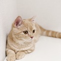 マンチカン、女の子