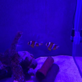 クマノミ2匹です。