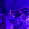 クマノミ2匹です。 サムネイル3