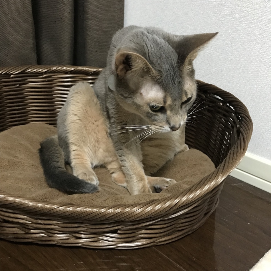 ふみこのカバー写真