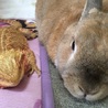 ののあやのかあちゃんさん
