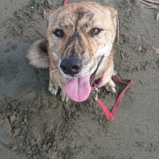 ★甲斐犬風★プリンドル柄の女の子みーちゃん