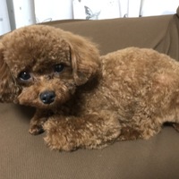 ティアラ