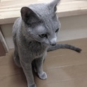 ロシアンブルー（里親決定しました）