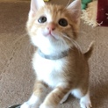 膝のり甘えん坊茶白美猫兄弟ペアで