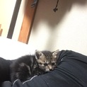 里親募集、生後1ヶ月前後だと思います。
