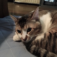 がっちゃん