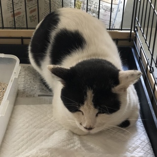 里親様が決まりました♡有難うございました！