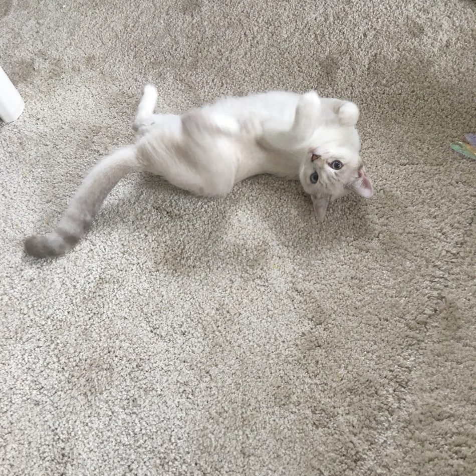 よもぎのカバー写真