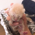 里親募集(子猫)