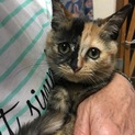 まん丸顔の可愛いサビちゃん