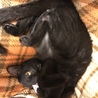 軟体動物