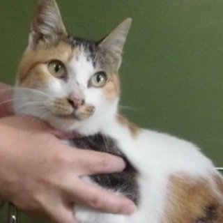 【助けて下さい❗️】迷子の三毛猫です。