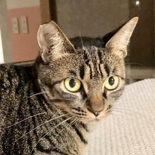 ちょっとビビリな イケメンのキジトラ　もなか君