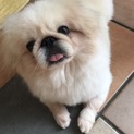愛らしいペキニーズの男の子